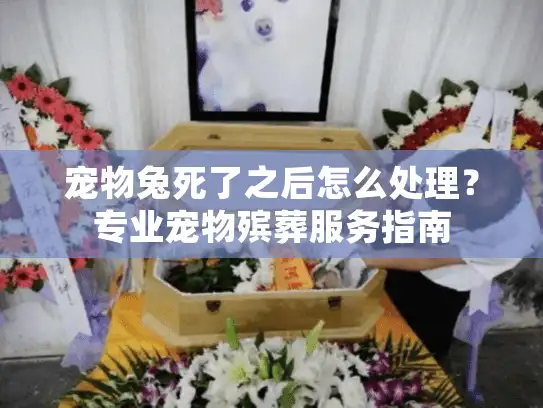 宠物兔死了之后怎么处理？专业宠物殡葬服务指南