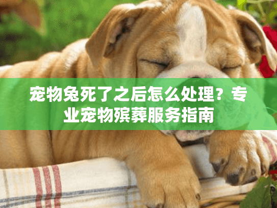 宠物兔死了之后怎么处理？专业宠物殡葬服务指南
