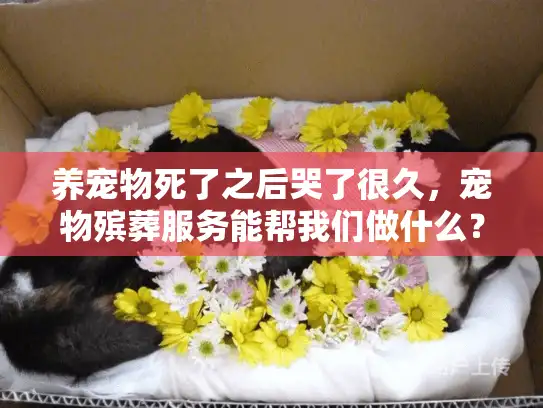 养宠物死了之后哭了很久，宠物殡葬服务能帮我们做什么？