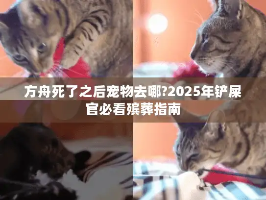 方舟死了之后宠物去哪?2025年铲屎官必看殡葬指南