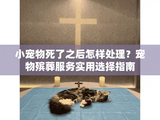 小宠物死了之后怎样处理？宠物殡葬服务实用选择指南