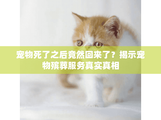宠物死了之后竟然回来了？揭示宠物殡葬服务真实真相