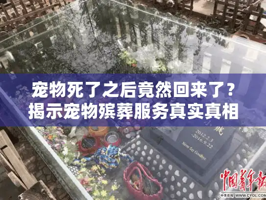 宠物死了之后竟然回来了？揭示宠物殡葬服务真实真相