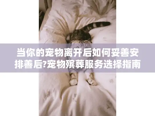 当你的宠物离开后如何妥善安排善后?宠物殡葬服务选择指南 当你的宠物离开后如何妥善安排善后?宠物殡葬服务选择指南