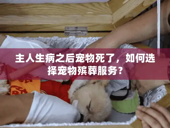 主人生病之后宠物死了，如何选择宠物殡葬服务？