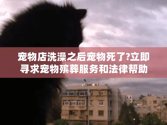 宠物店洗澡之后宠物死了?立即寻求宠物殡葬服务和法律帮助 宠物店洗澡之后宠物死了?立即寻求宠物殡葬服务和法律帮助