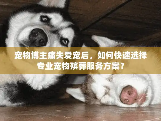 宠物博主痛失爱宠后,如何快速选择专业宠物殡葬服务方案? 宠物博主痛失爱宠后,如何快速选择专业宠物殡葬服务方案?