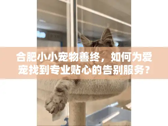 合肥小小宠物善终，如何为爱宠找到专业贴心的告别服务？