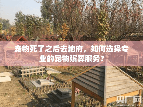 宠物死了之后去地府，如何选择专业的宠物殡葬服务？