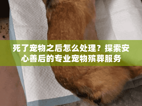 死了宠物之后怎么处理？探索安心善后的专业宠物殡葬服务