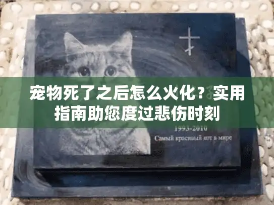 宠物死了之后怎么火化？实用指南助您度过悲伤时刻