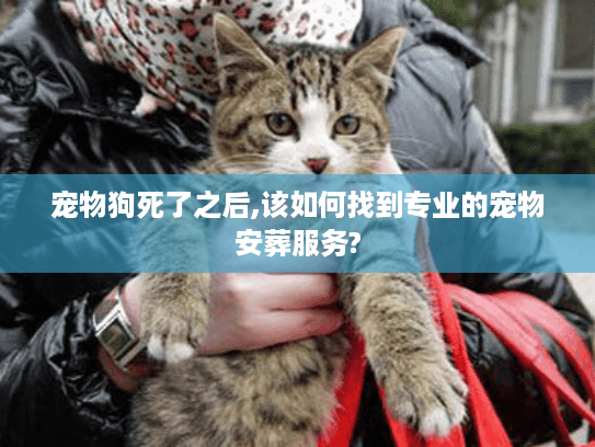 宠物狗死了之后,该如何找到专业的宠物安葬服务?