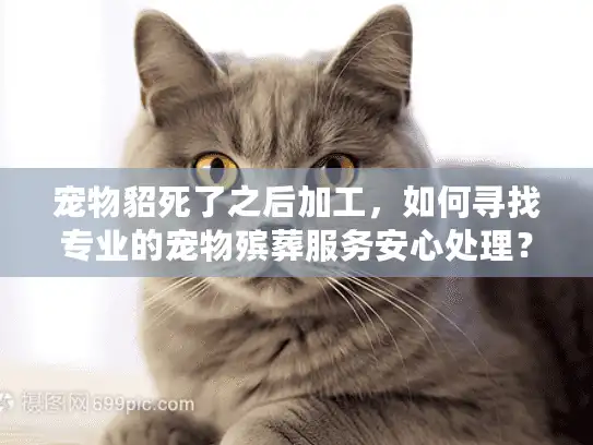 宠物貂死了之后加工，如何寻找专业的宠物殡葬服务安心处理？