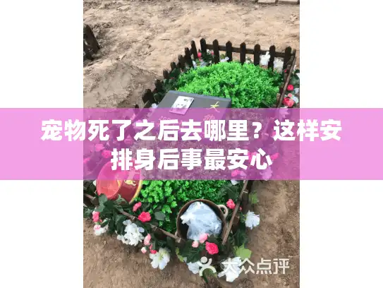 宠物死了之后去哪里？这样安排身后事最安心