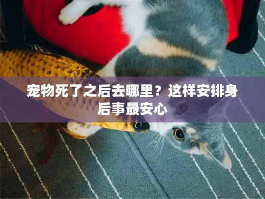 宠物死了之后去哪里？这样安排身后事最安心