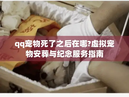 qq宠物死了之后在哪?虚拟宠物安葬与纪念服务指南