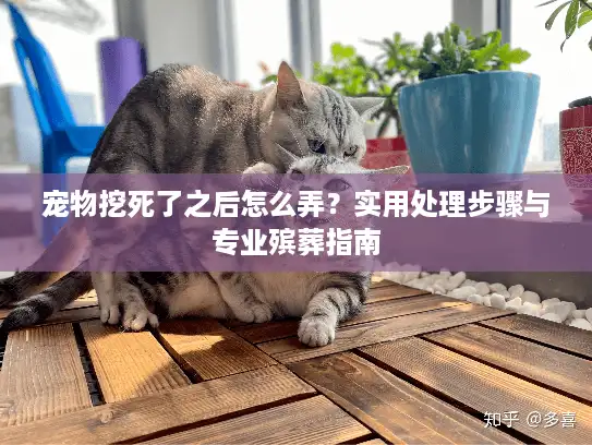 宠物挖死了之后怎么弄？实用处理步骤与专业殡葬指南
