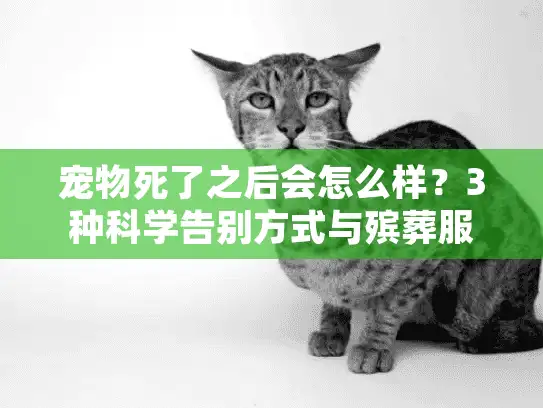 宠物死了之后会怎么样？3种科学告别方式与殡葬服务指南