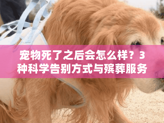 宠物死了之后会怎么样？3种科学告别方式与殡葬服务指南