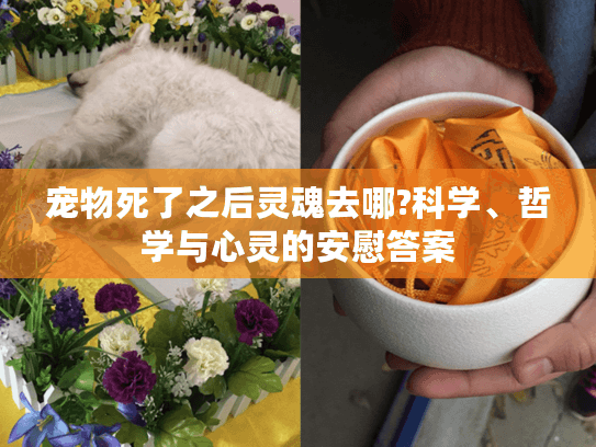 宠物死了之后灵魂去哪?科学、哲学与心灵的安慰答案