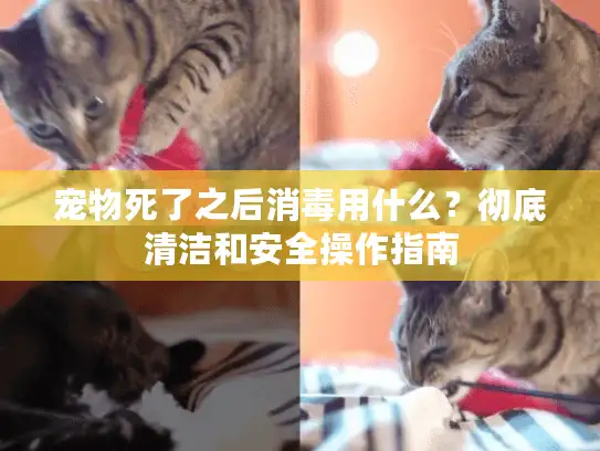 宠物死了之后消毒用什么？彻底清洁和安全操作指南