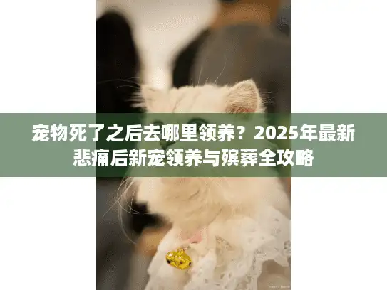 宠物死了之后去哪里领养？2025年最新悲痛后新宠领养与殡葬全攻略