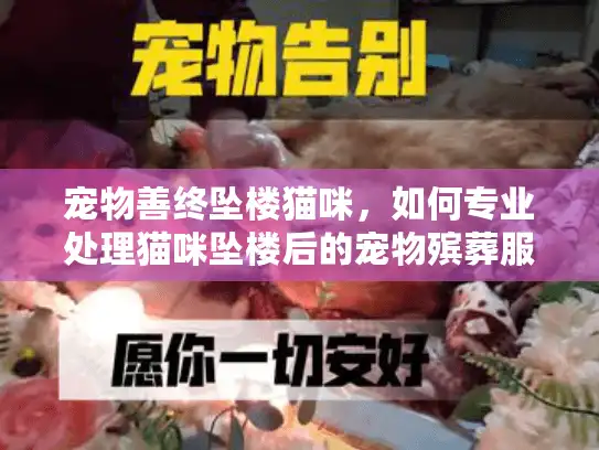 宠物善终坠楼猫咪,如何专业处理猫咪坠楼后的宠物殡葬服务 宠物善终坠楼猫咪,如何专业处理猫咪坠楼后的宠物殡葬服务