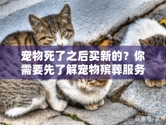 宠物死了之后买新的？你需要先了解宠物殡葬服务和情感过渡步骤