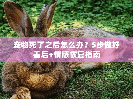 宠物死了之后怎么办？5步做好善后+情感恢复指南