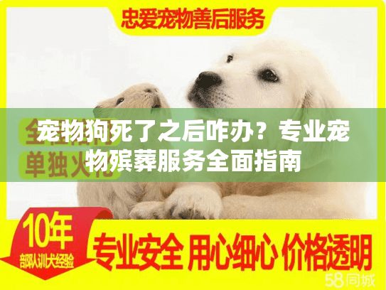 宠物狗死了之后咋办？专业宠物殡葬服务全面指南