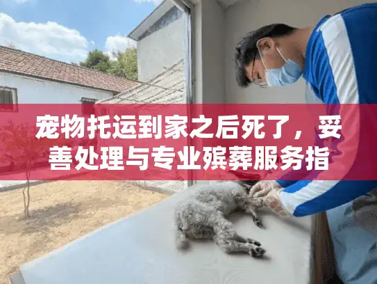宠物托运到家之后死了，妥善处理与专业殡葬服务指南