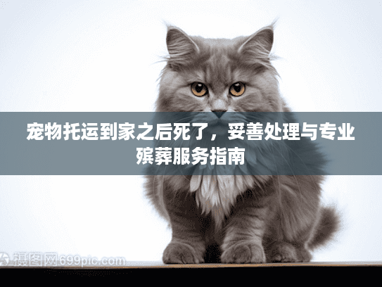 宠物托运到家之后死了，妥善处理与专业殡葬服务指南