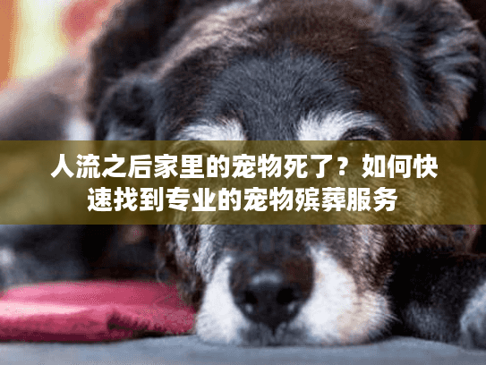 人流之后家里的宠物死了?如何快速找到专业的宠物殡葬服务 人流之后家里的宠物死了?如何快速找到专业的宠物殡葬服务