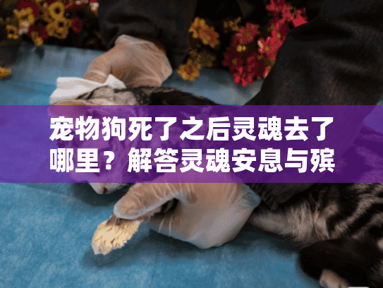 宠物狗死了之后灵魂去了哪里?解答灵魂安息与殡葬服务选择 宠物狗死了之后灵魂去了哪里?解答灵魂安息与殡葬服务选择