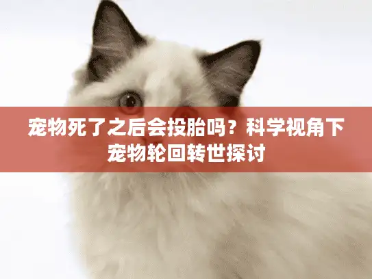 宠物死了之后会投胎吗？科学视角下宠物轮回转世探讨