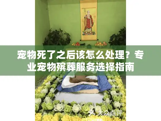 宠物死了之后该怎么处理？专业宠物殡葬服务选择指南