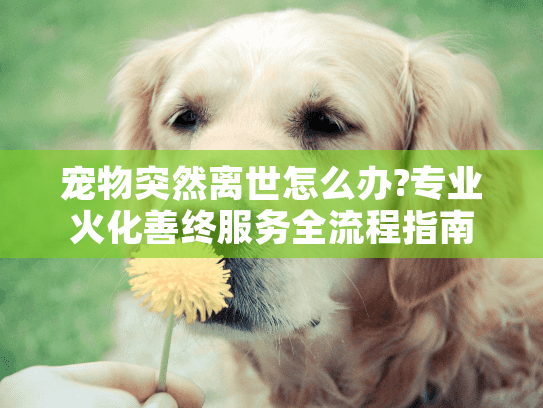 宠物突然离世怎么办?专业火化善终服务全流程指南