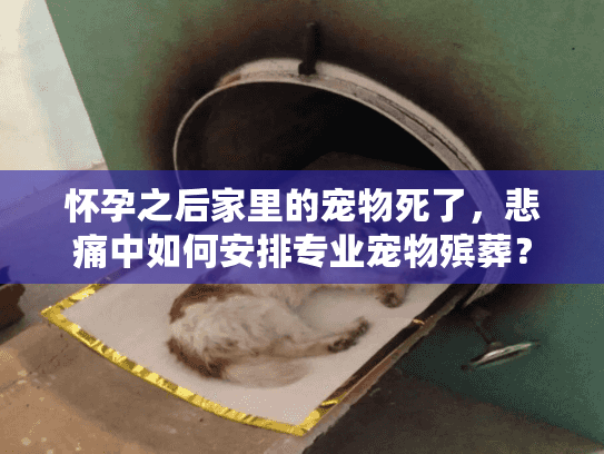 怀孕之后家里的宠物死了,悲痛中如何安排专业宠物殡葬? 怀孕之后家里的宠物死了,悲痛中如何安排专业宠物殡葬?