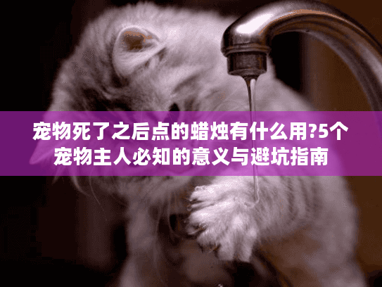 宠物死了之后点的蜡烛有什么用?5个宠物主人必知的意义与避坑指南