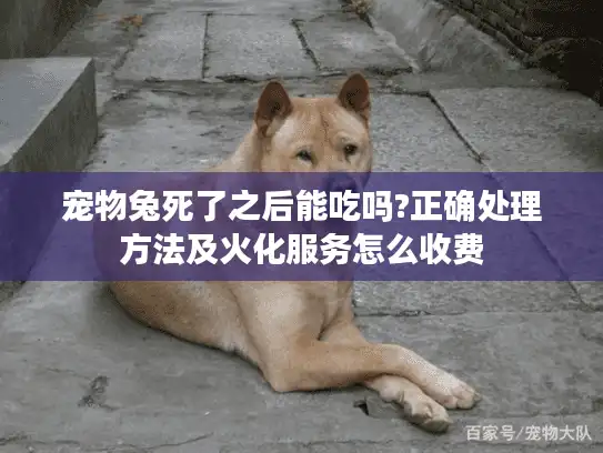 宠物兔死了之后能吃吗?正确处理方法及火化服务怎么收费