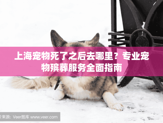 上海宠物死了之后去哪里?专业宠物殡葬服务全面指南 上海宠物死了之后去哪里?专业宠物殡葬服务全面指南