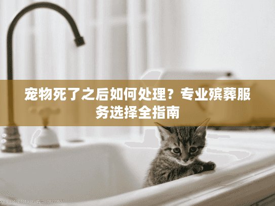 宠物死了之后如何处理？专业殡葬服务选择全指南