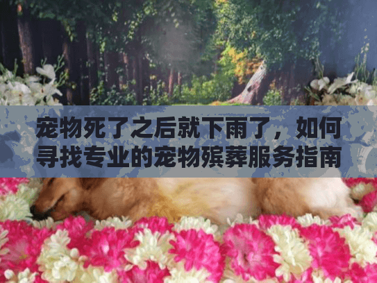 宠物死了之后就下雨了，如何寻找专业的宠物殡葬服务指南