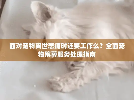 面对宠物离世悲痛时还要工作么?全面宠物殡葬服务处理指南 面对宠物离世悲痛时还要工作么?全面宠物殡葬服务处理指南