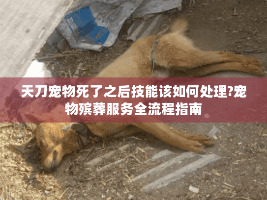 天刀宠物死了之后技能该如何处理?宠物殡葬服务全流程指南 天刀宠物死了之后技能该如何处理?宠物殡葬服务全流程指南
