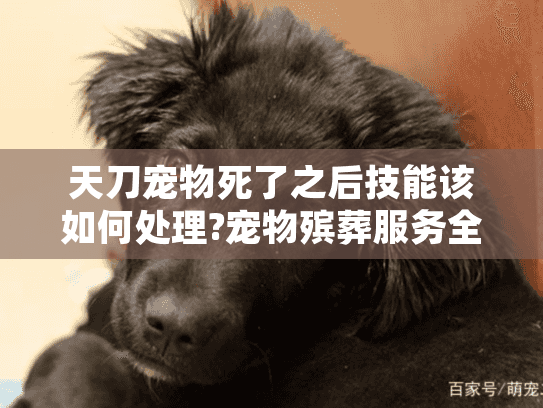 天刀宠物死了之后技能该如何处理?宠物殡葬服务全流程指南 天刀宠物死了之后技能该如何处理?宠物殡葬服务全流程指南