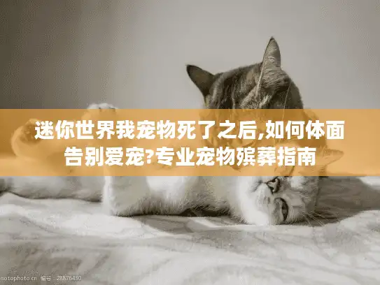 迷你世界我宠物死了之后,如何体面告别爱宠?专业宠物殡葬指南