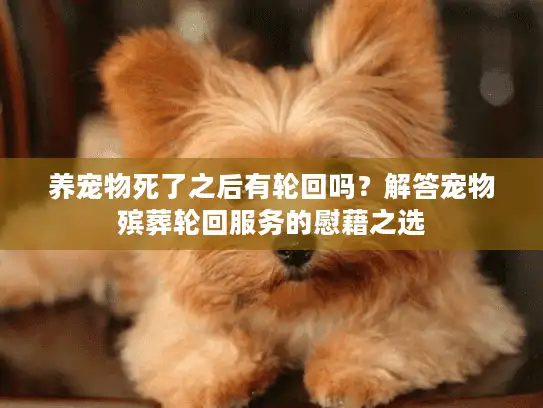 养宠物死了之后有轮回吗?解答宠物殡葬轮回服务的慰藉之选 养宠物死了之后有轮回吗?解答宠物殡葬轮回服务的慰藉之选