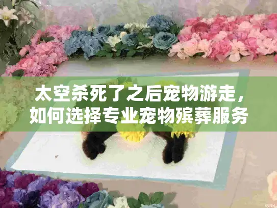 太空杀死了之后宠物游走，如何选择专业宠物殡葬服务？