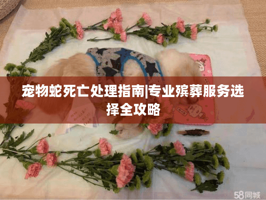 宠物蛇死亡处理指南|专业殡葬服务选择全攻略